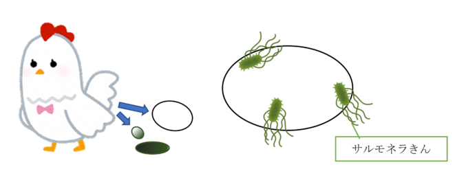 鶏のおしりにある同じ穴から出てくる卵と糞、卵に付いているサルモネラ菌