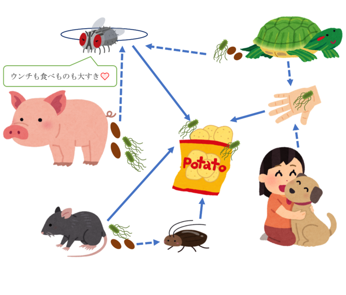 豚、亀、ネズミ、ペット等からゴキブリ、ハエ、人間の手等を介して食品に付く細菌やウイルス