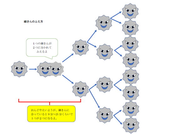 一つが二つに分かれて増えていく細菌