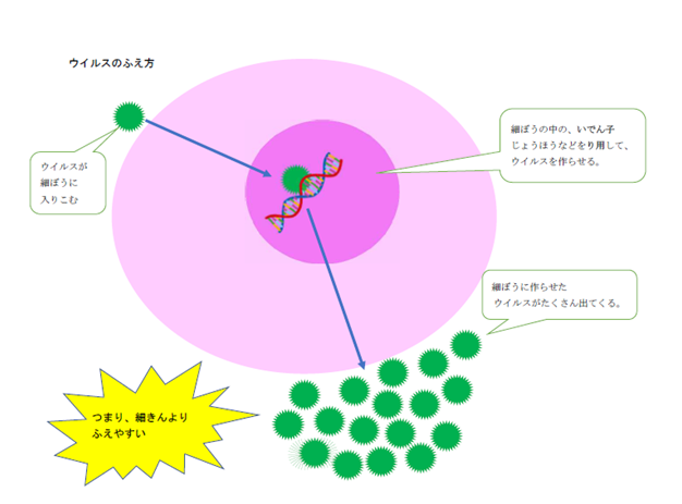 細胞に入って、一度にたくさん増えるウイルス
