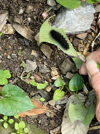 ギフチョウの幼虫　大きくなりました