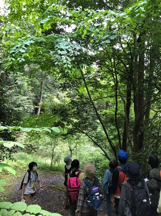 ヤマボウシを見上げる