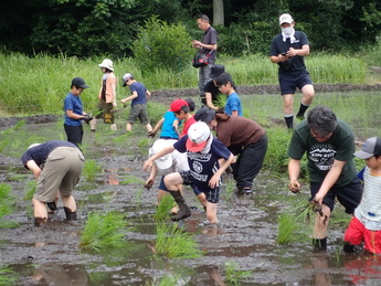 写真：田植え前