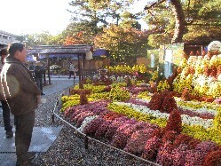 第52回岐阜公園菊人形・菊花展を鑑賞の様子