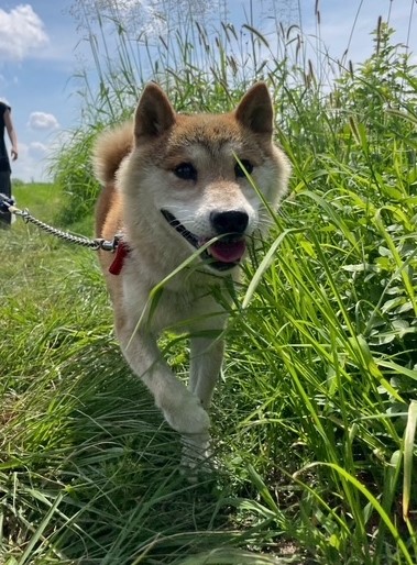 犬の写真です