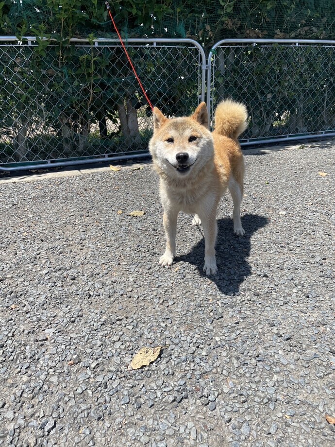 犬の写真です