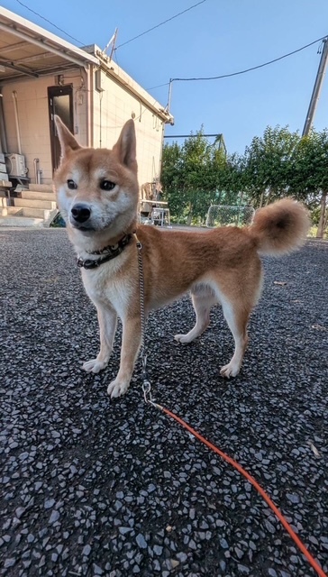 犬の写真です