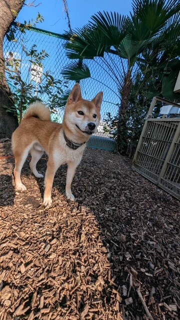 犬の写真です