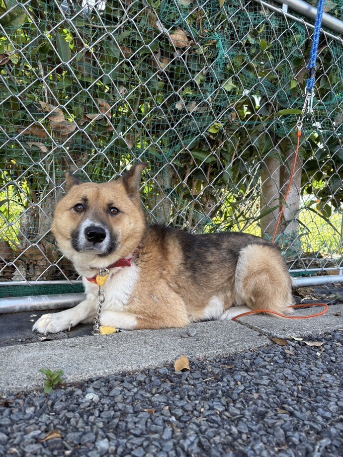 犬の写真です