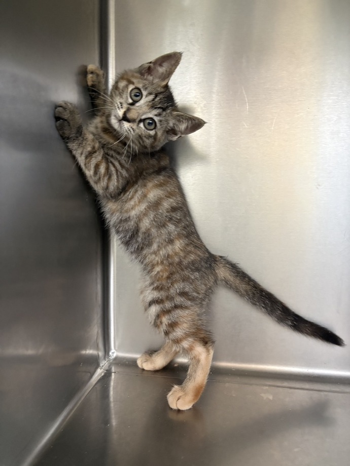猫の写真です