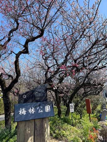 梅林公園