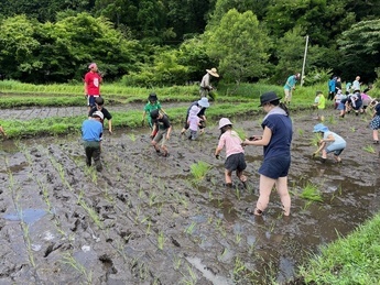 写真：田植え