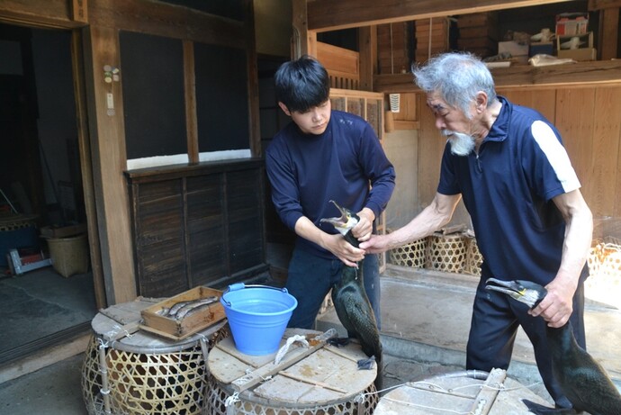 夕方、その日漁に連れて行かない鵜に餌をやる様子
