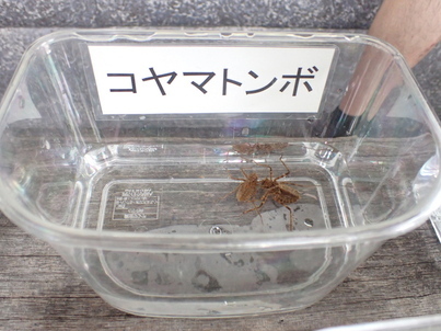 コヤマトンボの写真