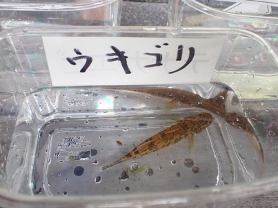 ウキゴリ。