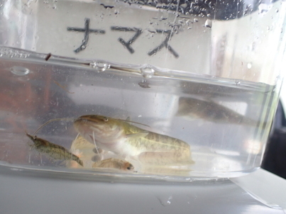 ナマズ