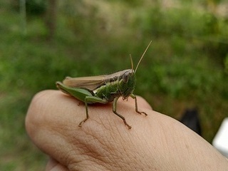 イナゴ