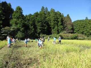 稲刈りの様子2