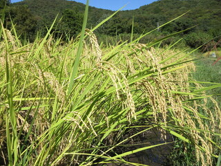 稲穂