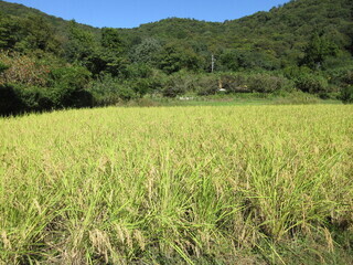田んぼ全体風景