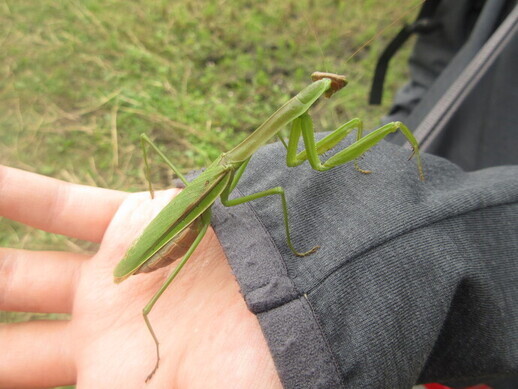 手の上のカマキリ