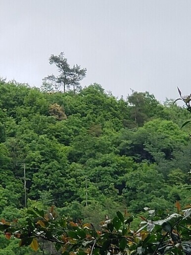 馬