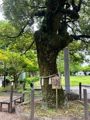 たぶの木