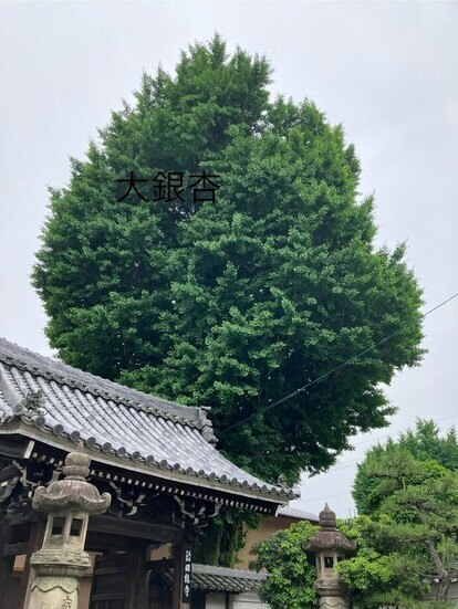 いちょう