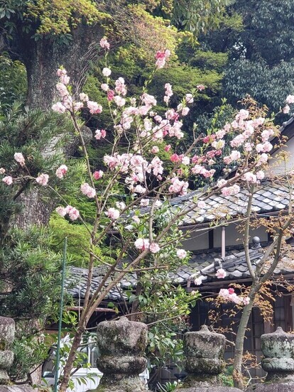 源平桃