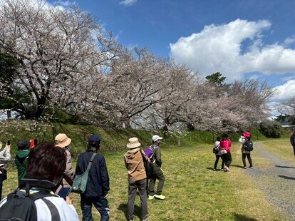 桜