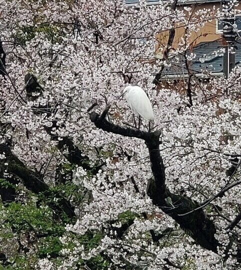 さぎ゛