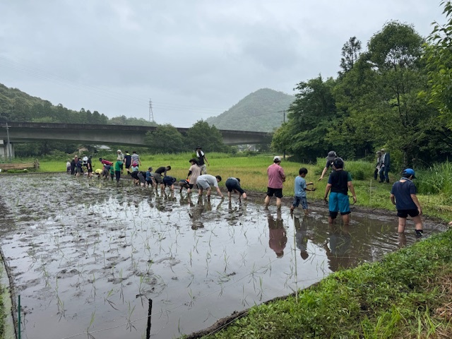 写真：田植え