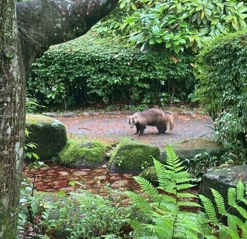 野生動物