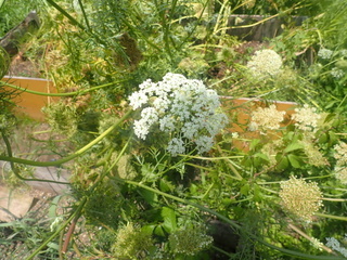 ニンジンの花