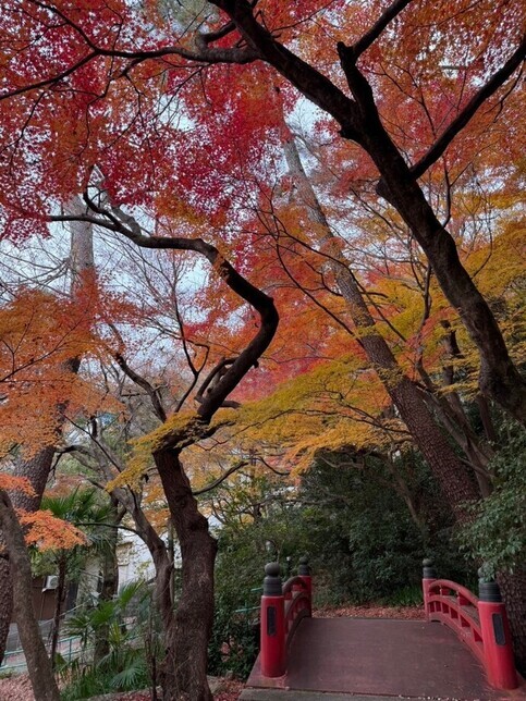 紅葉