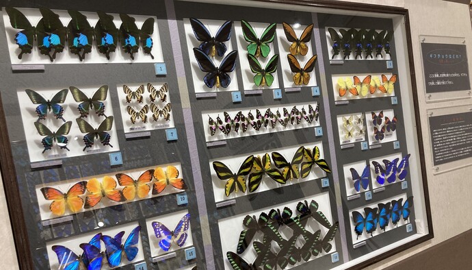 名和昆虫博物館企画（イメージ）