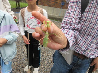 捕まえたムネアカハラビロカマキリ