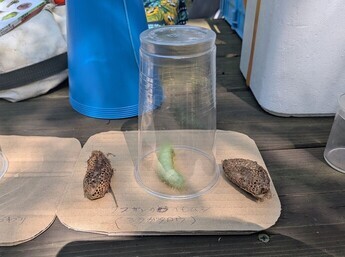 昆虫と植物探し3