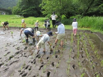 写真：田植え