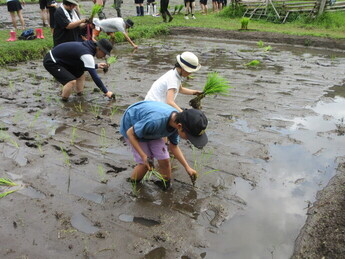 写真：田植え2