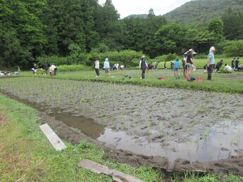 写真：田植え後