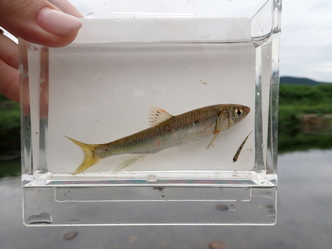 写真：捕れた魚