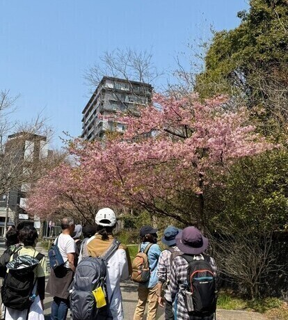 河津桜