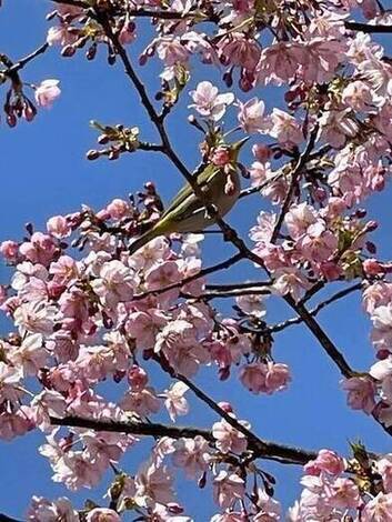 河津桜と目白