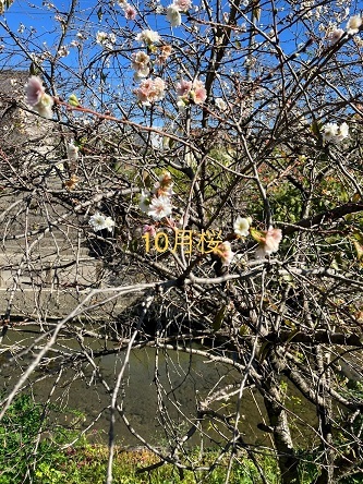 清水川の十月桜