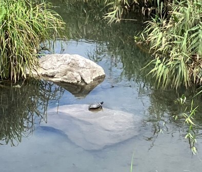 清水川の亀