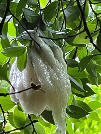 モリアオガエルのたまご