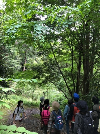 ヤマボウシを見上げる