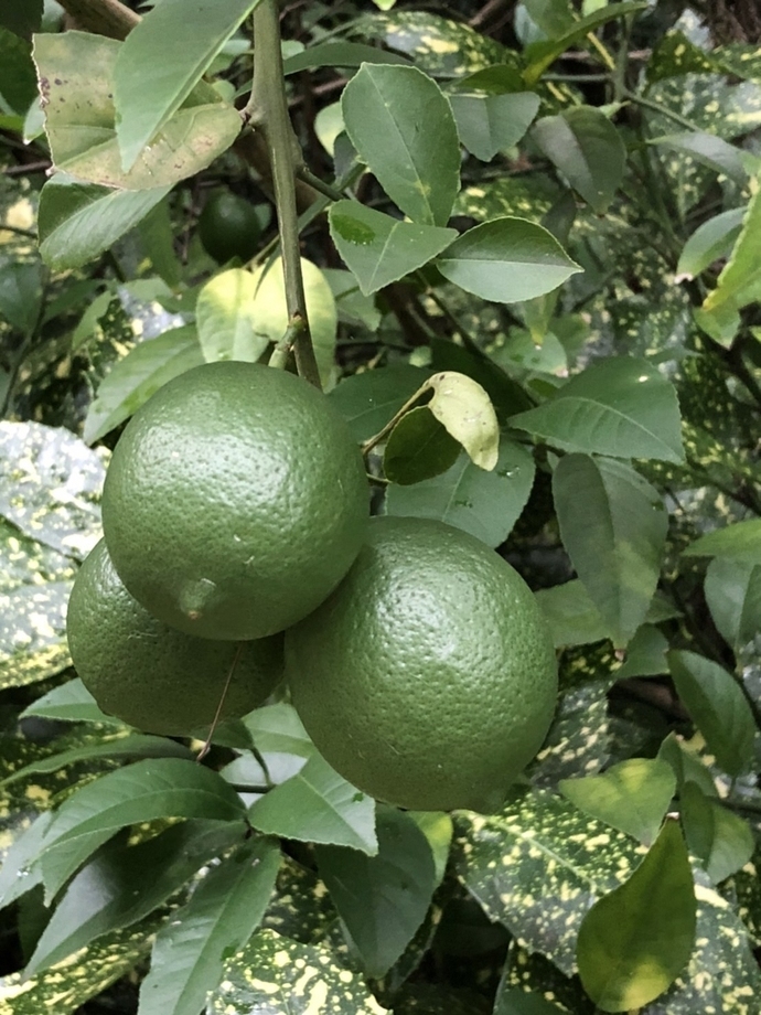 レモンの実の様子