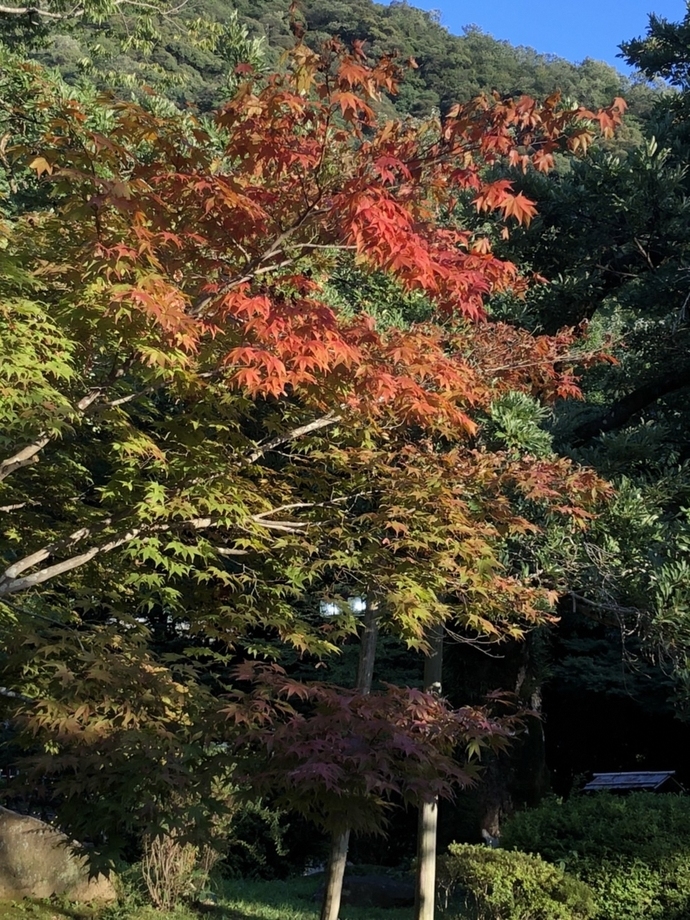 モミジの葉が色づいてきた様子